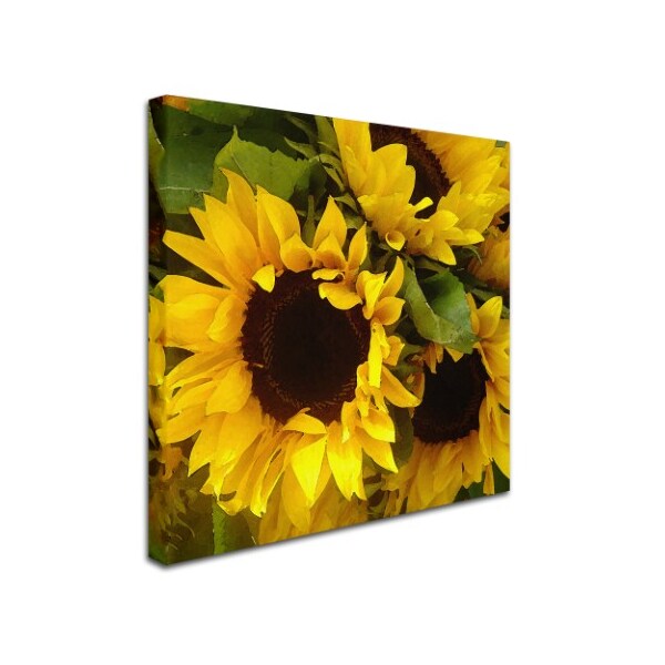 Trademark Fine Art Amy Vangsgard 'Sunflowers' Canvas Art, 24x24 - AV0033-C2424GG