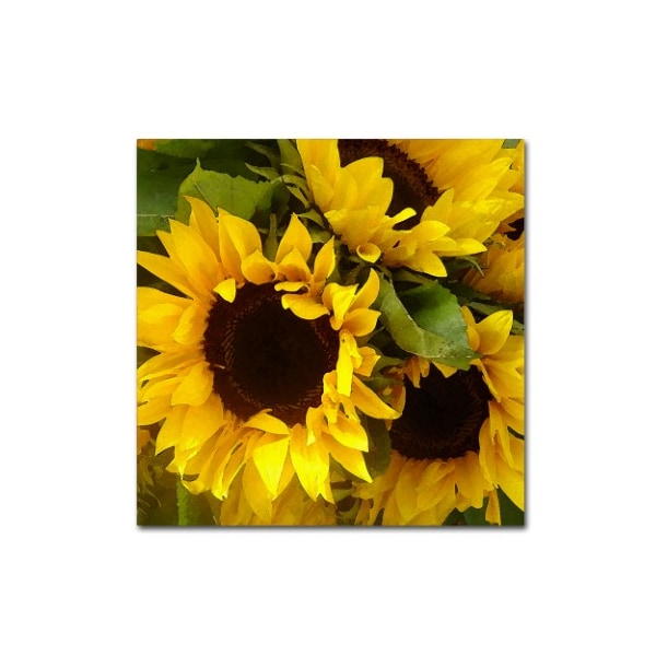 Trademark Fine Art Amy Vangsgard 'Sunflowers' Canvas Art, 24x24 - AV0033-C2424GG