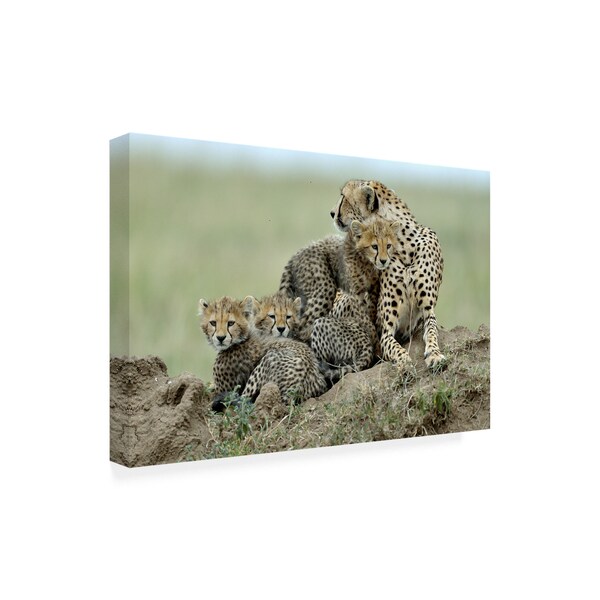 Trademark Fine Art Giuseppe Damico 'Cheetah' Canvas Art, 12x19 - 1X09920-C1219GG