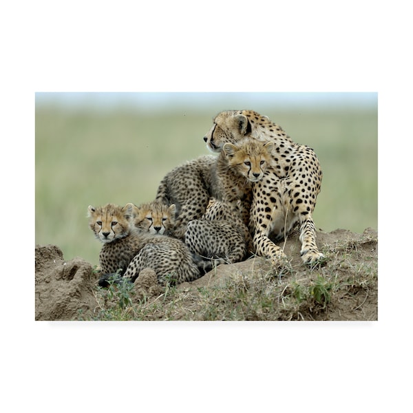 Trademark Fine Art Giuseppe Damico 'Cheetah' Canvas Art, 12x19 - 1X09920-C1219GG