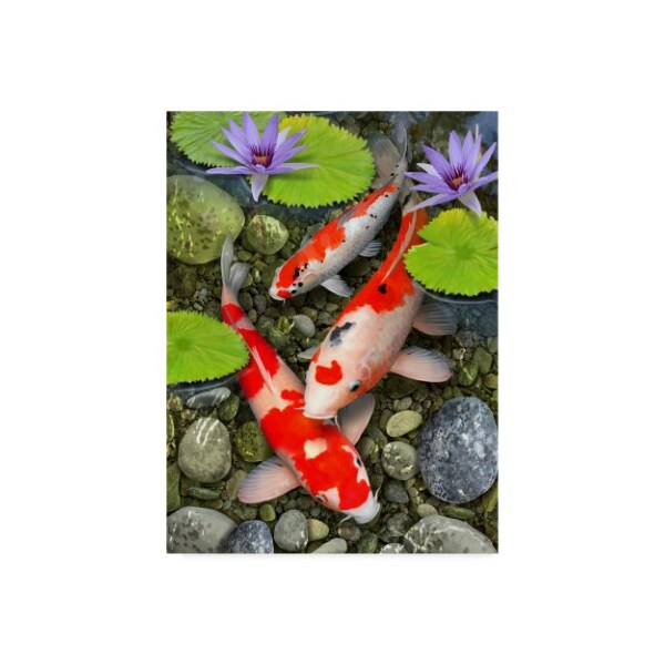 Trademark Fine Art Howard Robinson 'Koi Under Lily Pads' Canvas Art, 14x19 - ALI24114-C1419GG