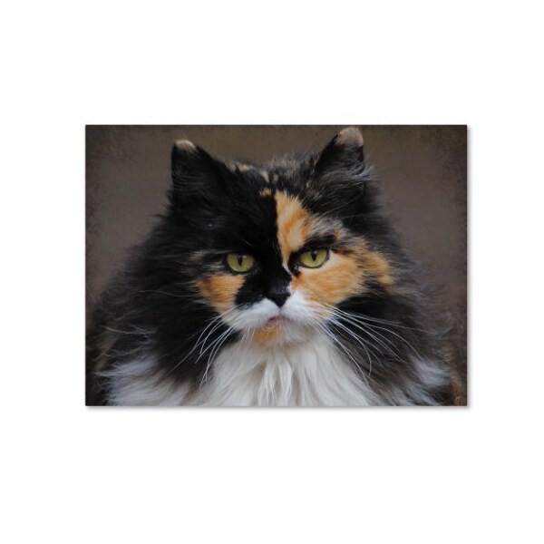 Trademark Fine Art Jai Johnson 'Calico Cat Portrait' Canvas Art, 35x47 - ALI13830-C3547GG