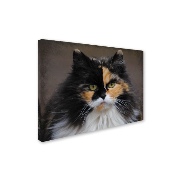 Trademark Fine Art Jai Johnson 'Calico Cat Portrait' Canvas Art, 35x47 - ALI13830-C3547GG