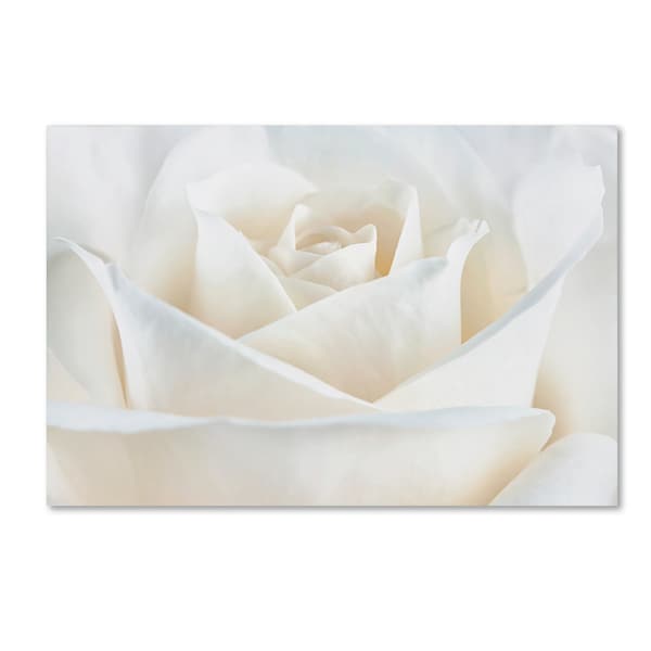 Trademark Fine Art Cora Niele 'Pure White Rose' Canvas Art, 12x19 - ALI1777-C1219GG