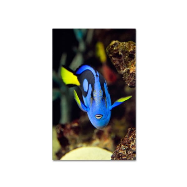 Trademark Fine Art Kurt Shaffer 'Parrot Fish' Canvas Art, 16x24 - KS111-C1624GG