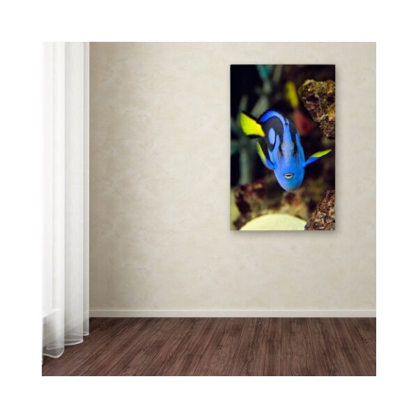 Trademark Fine Art Kurt Shaffer 'Parrot Fish' Canvas Art, 16x24 - KS111-C1624GG