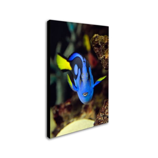 Trademark Fine Art Kurt Shaffer 'Parrot Fish' Canvas Art, 16x24 - KS111-C1624GG