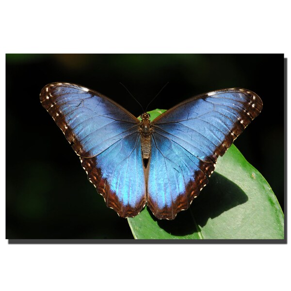 Trademark Fine Art Kurt Shaffer 'Blue Morpho Butterfly' Canvas Art, 24x36 - KS026-C2436GG