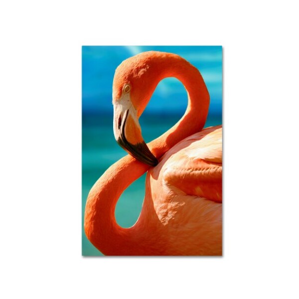 Trademark Fine Art Mike Jones Photo 'Flamingo S' Canvas Art, 12x19 - ALI17909-C1219GG