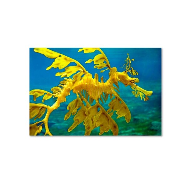 Trademark Fine Art Mike Jones Photo 'Sea Dragon' Canvas Art, 12x19 - ALI17861-C1219GG