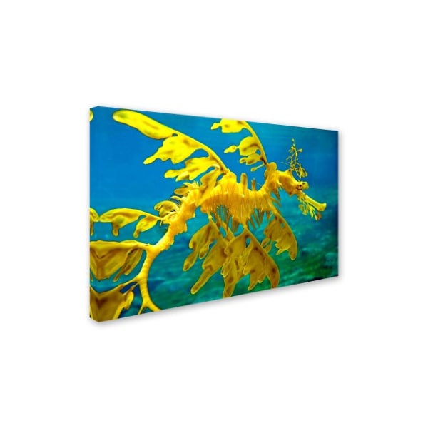 Trademark Fine Art Mike Jones Photo 'Sea Dragon' Canvas Art, 12x19 - ALI17861-C1219GG