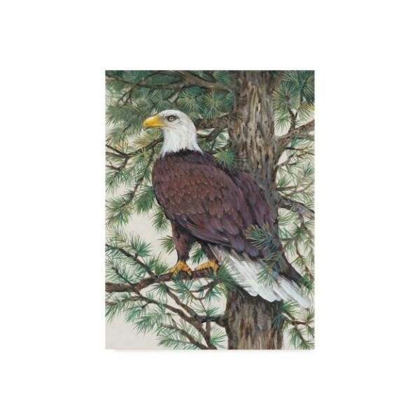 Trademark Fine Art Tim Otoole 'Eagle In The Pine' Canvas Art, 18x24 - WAG05630-C1824GG