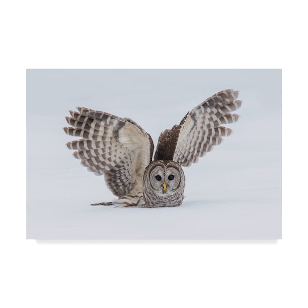 Trademark Fine Art Salman A 'How Do You Like My Wings' Canvas Art, 22x32 - 1X06921-C2232GG