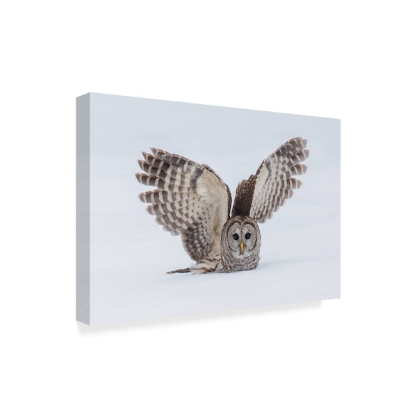 Trademark Fine Art Salman A 'How Do You Like My Wings' Canvas Art, 22x32 - 1X06921-C2232GG