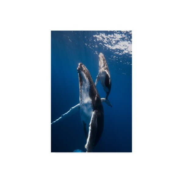 Trademark Fine Art Barathieu Gabriel 'Back To The Surface' Canvas Art, 16x24 - 1X07968-C1624GG