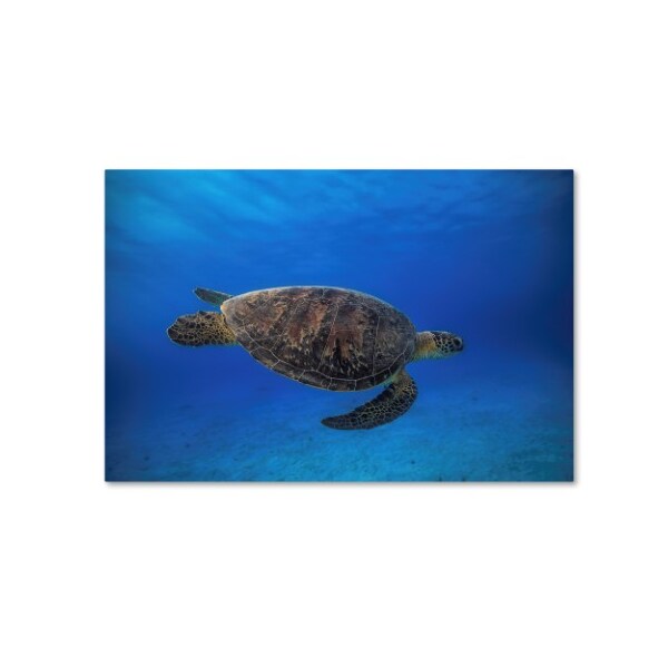 Trademark Fine Art Barathieu Gabriel 'Green Turtle In The Blue' Canvas Art, 12x19 - 1X03927-C1219GG
