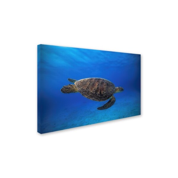 Trademark Fine Art Barathieu Gabriel 'Green Turtle In The Blue' Canvas Art, 12x19 - 1X03927-C1219GG