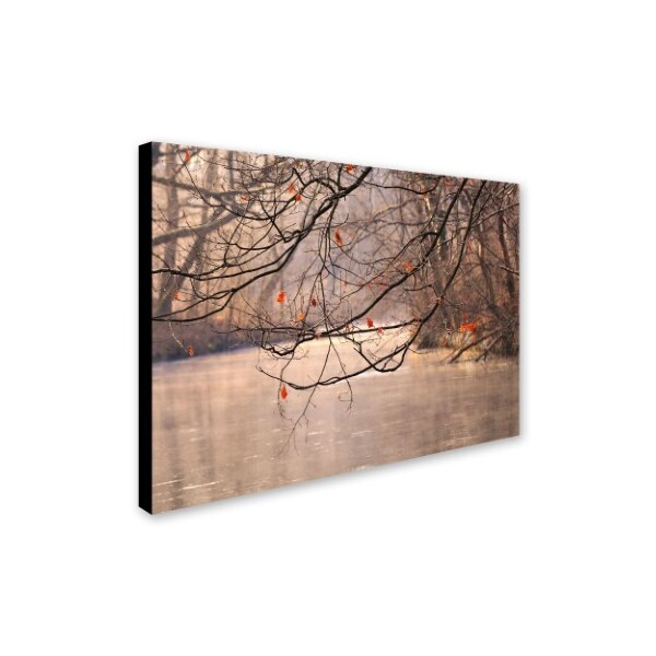 Trademark Fine Art Philippe Sainte-Laudy 'Skylight' Canvas Art, 16x24 - PSL0182-C1624GG