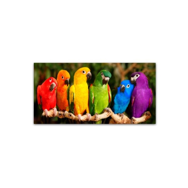 Trademark Fine Art Mike Jones Photo 'Rainbow Parrots' Canvas Art, 12x24 - ALI17786-C1224GG