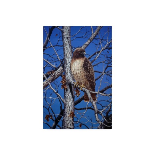 Trademark Fine Art Jeff Tift 'Red Tailed Hawk' Canvas Art, 16x24 - ALI30278-C1624GG