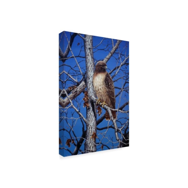 Trademark Fine Art Jeff Tift 'Red Tailed Hawk' Canvas Art, 16x24 - ALI30278-C1624GG