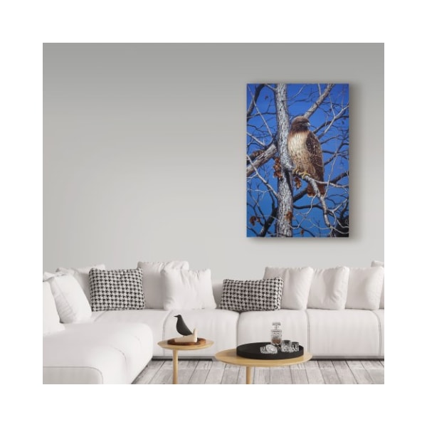 Trademark Fine Art Jeff Tift 'Red Tailed Hawk' Canvas Art, 16x24 - ALI30278-C1624GG