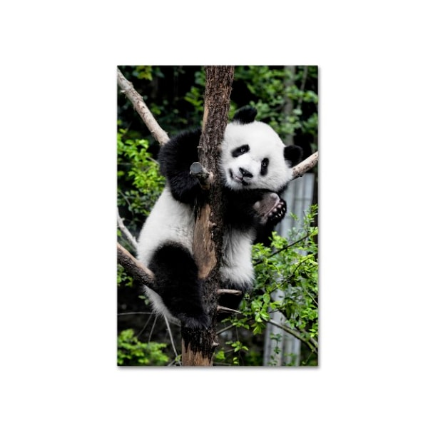 Trademark Fine Art Philippe Hugonnard 'Giant Panda II' Canvas Art, 12x19 - PH0378-C1219GG