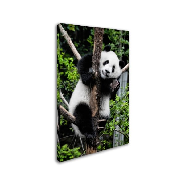 Trademark Fine Art Philippe Hugonnard 'Giant Panda II' Canvas Art, 12x19 - PH0378-C1219GG