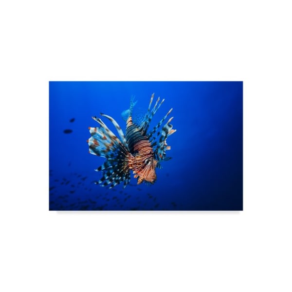 Trademark Fine Art Barathieu Gabriel 'Lionfish' Canvas Art, 12x19 - 1X05853-C1219GG