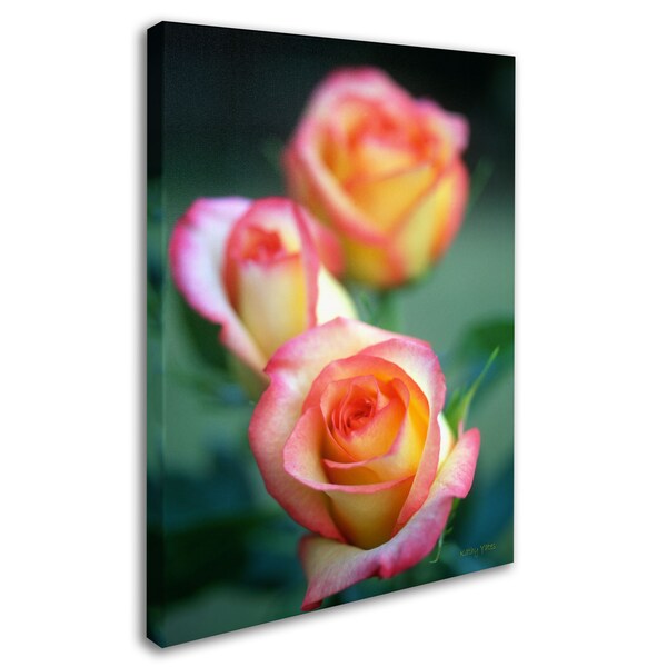 Trademark Fine Art Kathy Yates 'Rose Trio' Canvas Art, 30x47 - KY0039-C3047GG