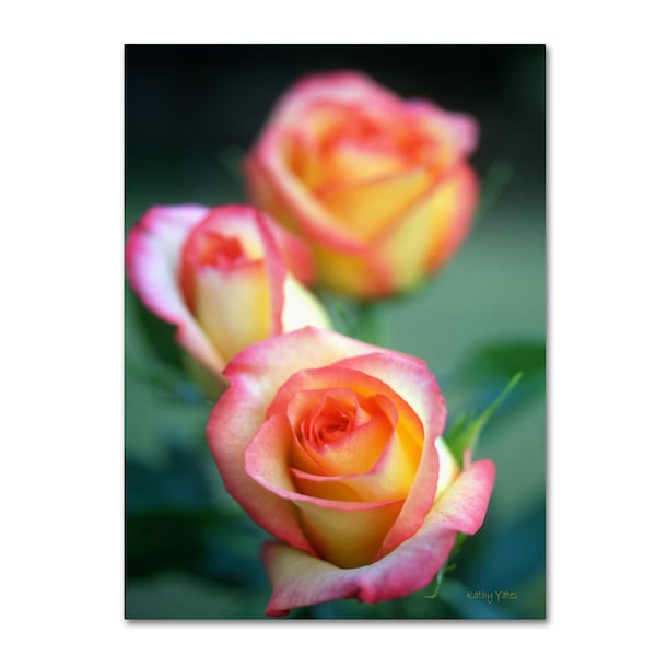 Trademark Fine Art Kathy Yates 'Rose Trio' Canvas Art, 30x47 - KY0039-C3047GG