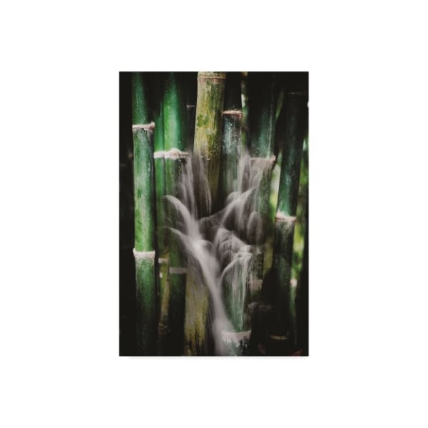 Trademark Fine Art Philippe Sainte-Laudy 'Wet Bamboos' Canvas Art, 30x47 - PSL01288-C3047GG