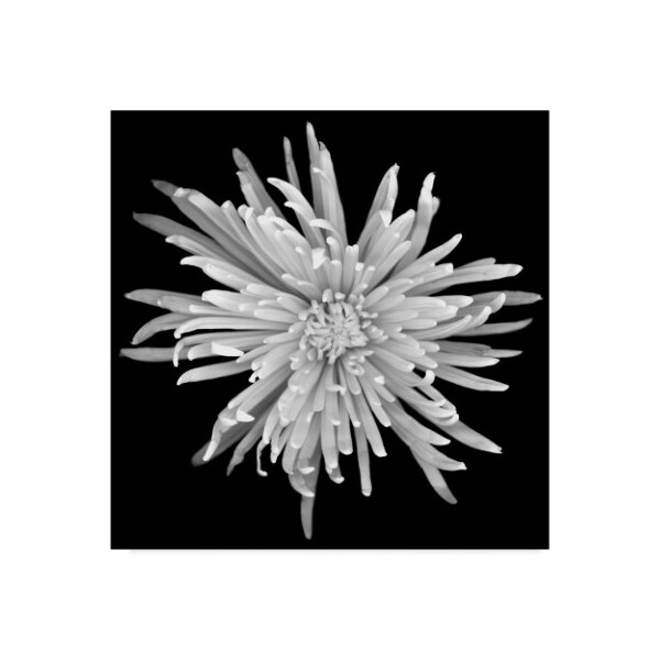 Trademark Fine Art Susan S. Barmon 'Chrysanthemum 1 Black And White' Canvas Art, 14x14 - ALI34310-C1414GG