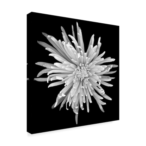 Trademark Fine Art Susan S. Barmon 'Chrysanthemum 1 Black And White' Canvas Art, 14x14 - ALI34310-C1414GG