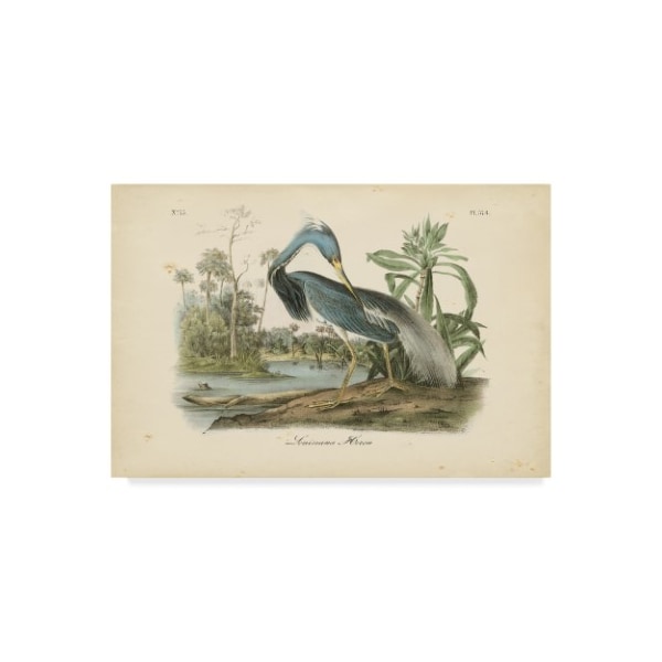 Trademark Fine Art John James Audubon 'Audubons Louisiana Heron' Canvas Art, 30x47 - WAG02443-C3047GG