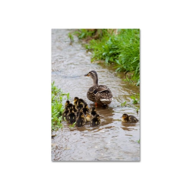 Trademark Fine Art Robert Harding Picture Library 'Baby Duck' Canvas Art, 12x19 - ALI19452-C1219GG