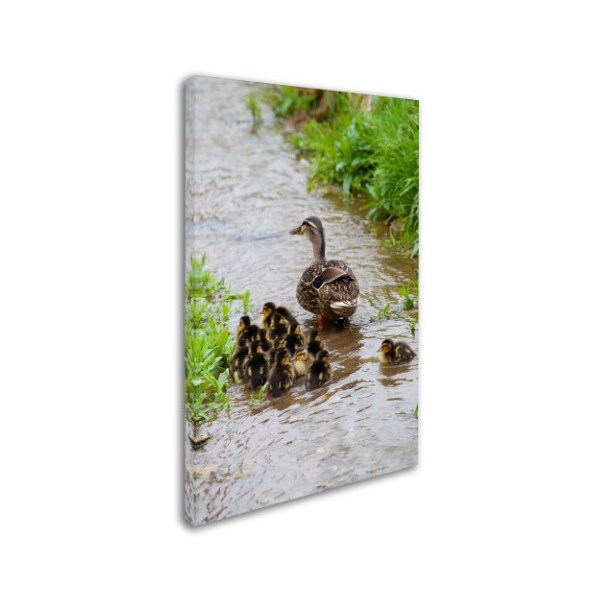 Trademark Fine Art Robert Harding Picture Library 'Baby Duck' Canvas Art, 12x19 - ALI19452-C1219GG