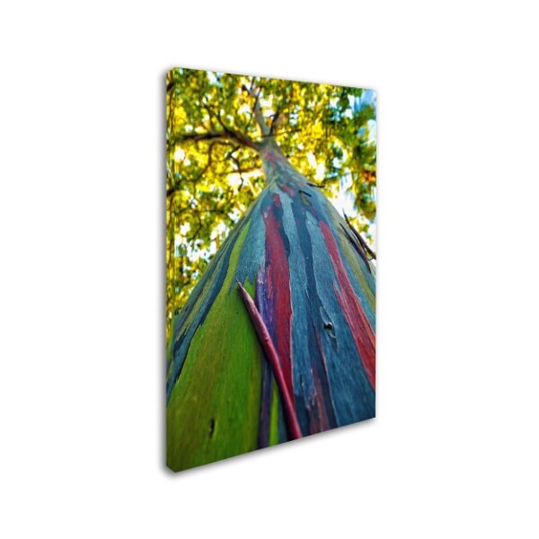 Trademark Fine Art CATeyes 'Rainbow Eucalyptus Tree' Canvas Art, 22x32 - MZ0356-C2232GG