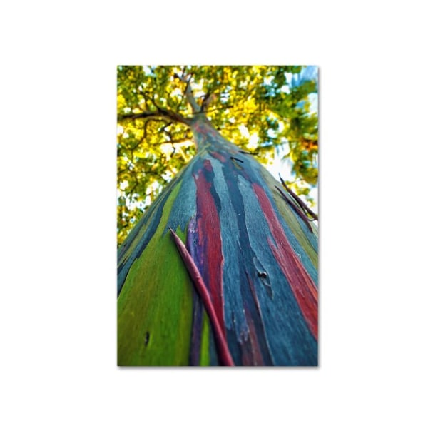 Trademark Fine Art CATeyes 'Rainbow Eucalyptus Tree' Canvas Art, 22x32 - MZ0356-C2232GG