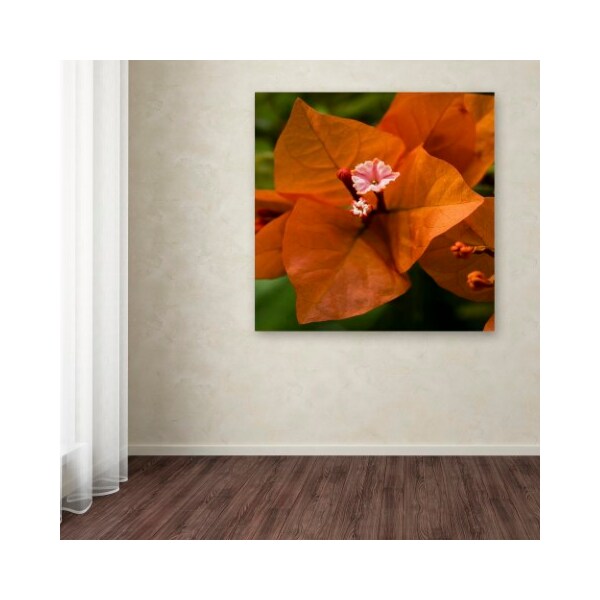 Trademark Fine Art Kurt Shaffer 'Orange Bougainvillea' Canvas Art, 24x24 - KS01296-C2424GG