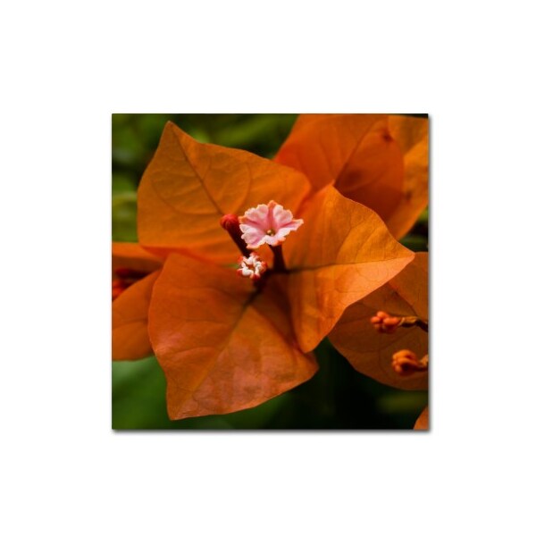 Trademark Fine Art Kurt Shaffer 'Orange Bougainvillea' Canvas Art, 24x24 - KS01296-C2424GG