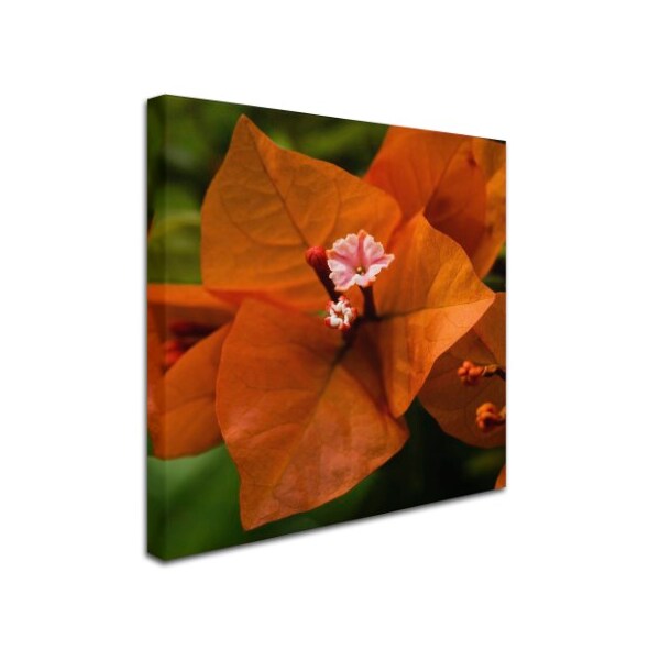 Trademark Fine Art Kurt Shaffer 'Orange Bougainvillea' Canvas Art, 24x24 - KS01296-C2424GG