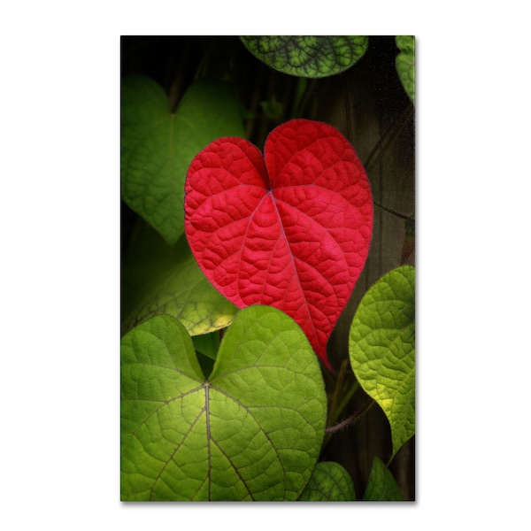 Trademark Fine Art Philippe Sainte-Laudy 'Heart to Take' Canvas Art, 12x19 - PSL0386-C1219GG