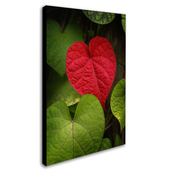 Trademark Fine Art Philippe Sainte-Laudy 'Heart to Take' Canvas Art, 12x19 - PSL0386-C1219GG