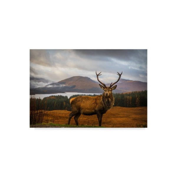 Trademark Fine Art Adrian Popan 'Scottish Stag' Canvas Art, 16x24 - 1X04766-C1624GG