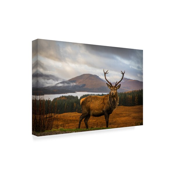 Trademark Fine Art Adrian Popan 'Scottish Stag' Canvas Art, 16x24 - 1X04766-C1624GG