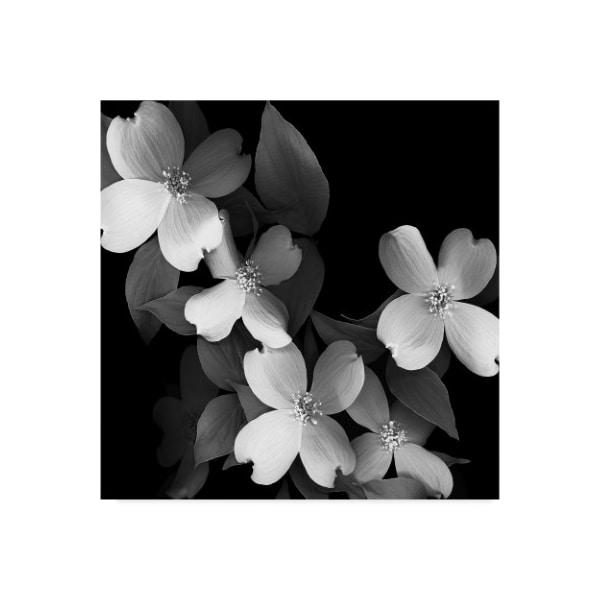 Trademark Fine Art Susan S. Barmon 'Dogwood Black And White' Canvas Art, 35x35 - ALI34317-C3535GG