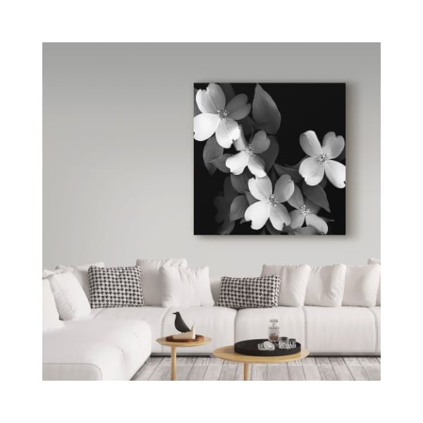 Trademark Fine Art Susan S. Barmon 'Dogwood Black And White' Canvas Art, 35x35 - ALI34317-C3535GG