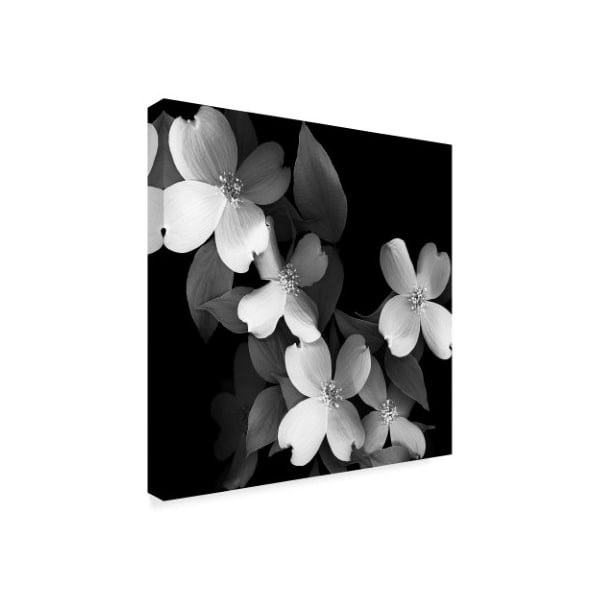 Trademark Fine Art Susan S. Barmon 'Dogwood Black And White' Canvas Art, 35x35 - ALI34317-C3535GG