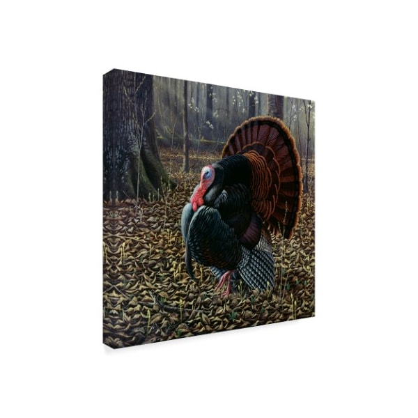 Trademark Fine Art Wilhelm Goebel 'The King Of Spring Wild Turkey' Canvas Art, 35x35 - ALI33845-C3535GG